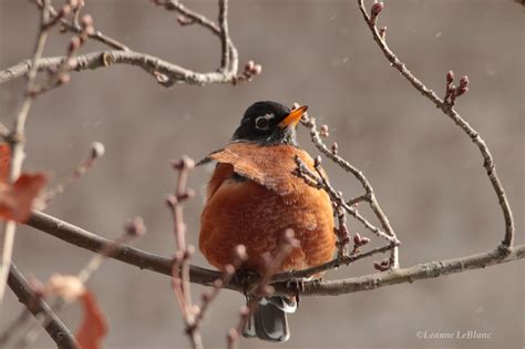 Winter Robins Why They Stay And How To Help Them Nature Notes Blog