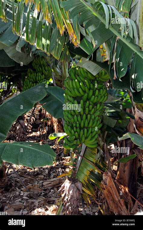 Green Bananas Growing On A Spanish Banana Plantation On The Canarian