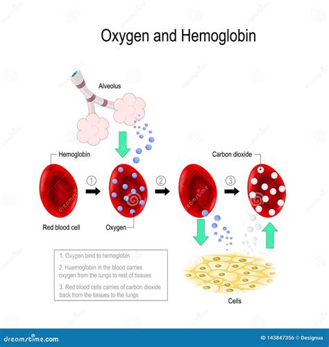 Oxygen And Hemoglobin Stock Vector Illustration Of Anatomy 143847356
