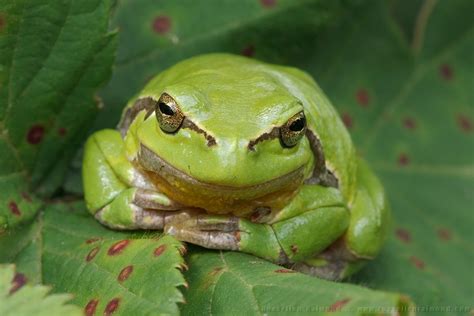 Species European Tree Frog Roeselien Raimond Nature Photography