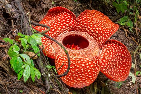 Astounding Rafflesia Flower Facts Thatll Will Leave You Baffled