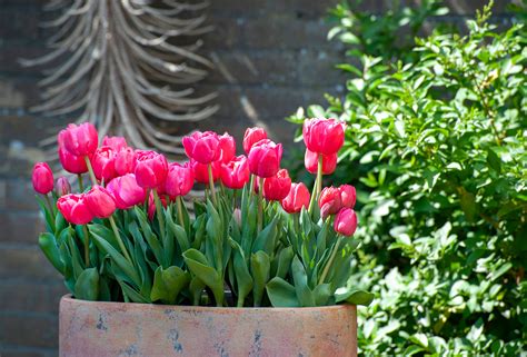 How To Grow Tulips In Pots Or Containers Dutchgrown™
