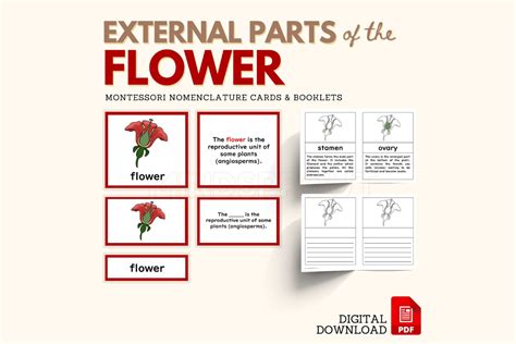 Parts Of The Flower Montessori Botany Nomenclature 5 Part Cards With