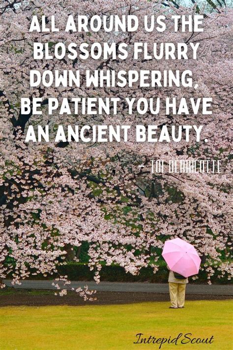 165 Beautiful Cherry Blossom Quotes And Captions For Instagram