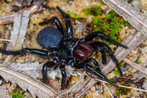 Mouse Spiders • Rewild Perth