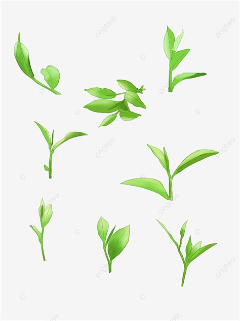 Green Tea Leaf Png Picture Green Tea Leaf Png Elements Of Various