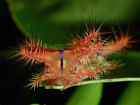 Stinging Nettle Slug Larva Project Noah