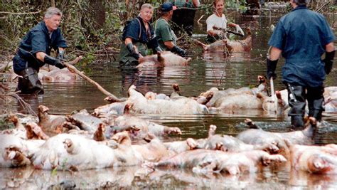 Hurricane Florence Drowns 34 Million Poultry Birds And 5500 Pigs In