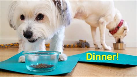 Are Your Dogs This Hungry Feeding And Pranking Our Pets Youtube