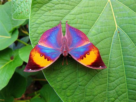 Rainbow Butterfly Indian Leafwing Rainbow Butterfly Beautiful