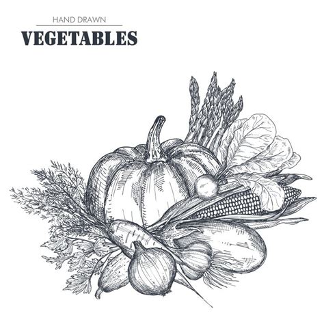 Vector Illustration Of Hand Drawn Vector Farm Vegetables In Sketch