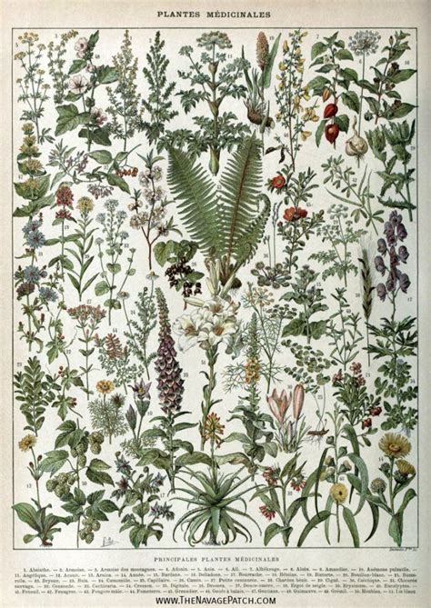 Amazing Free Vintage Botanical Prints Botanical Illustration Vintage