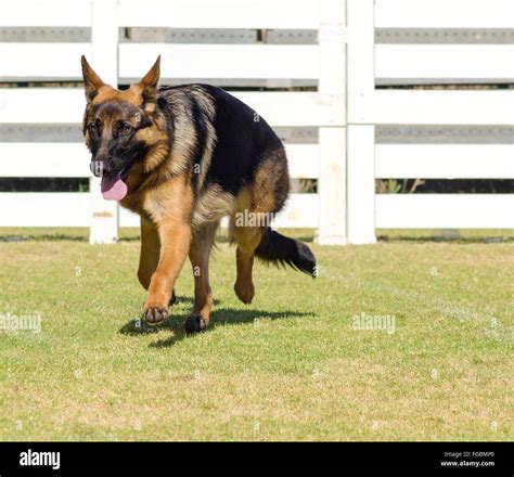 A Young Beautiful Black And Tan German Shepherd Dog Walking On The