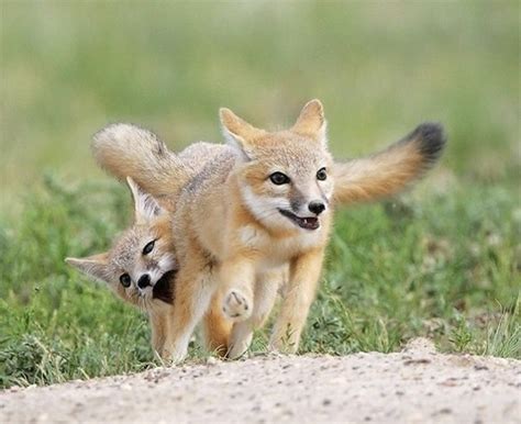 Swift Fox Kits Playing Foxes
