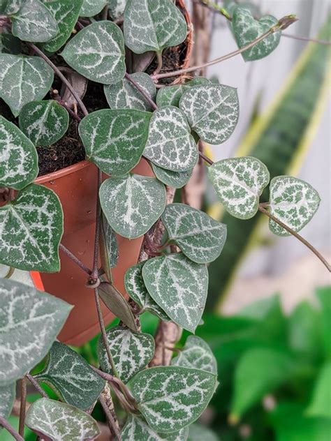 16 Of The Best Indoor Hanging Plants Stunning Trailing Houseplants