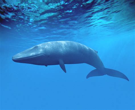 Gambar dino biru yang viral di tiktok. Paus biru: hewan terbesar yang pernah ada | Cakrawala