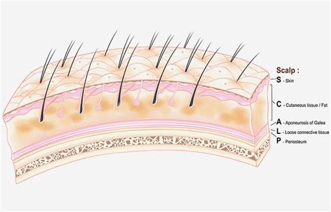 Scalp The Scalp Refers To The Layers Of Skin And Subc