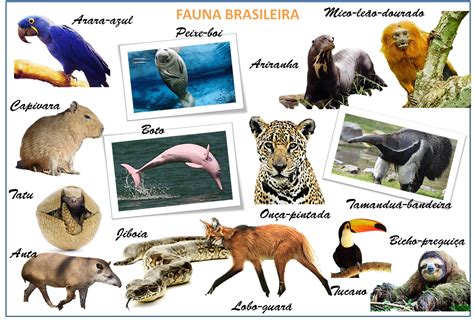Some Of Brazilian Wildlife Unfortunately Some Of Them Are In Danger Of