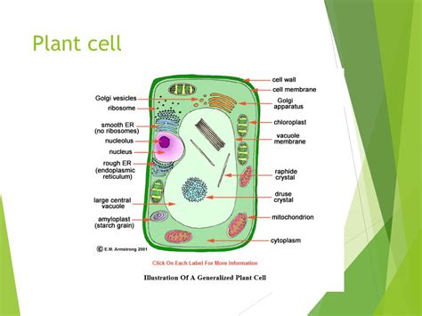 Plant Cell Diagram Labeled Bbc Bitesize Animal Cell D