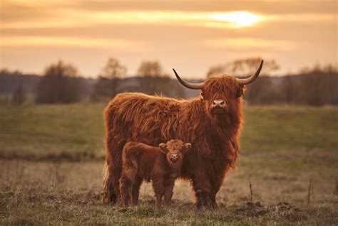 More Than Just Cute All About The Highland Coo Kilts N