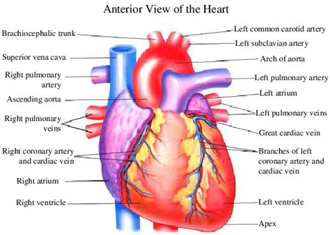 1 Heart Anatomy From The Anterior View Left And Interior View