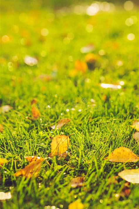 Beautiful Autumn Background Yellow Leaves On The Green Grass Stock