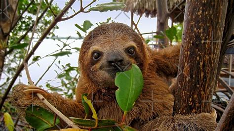Baby Brown Throated Three Toed Sloth By Dam