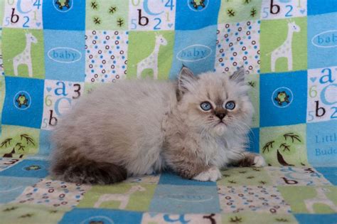 Why buy a munchkin kitten for sale if you can adopt and save a life? Ragdoll Kittens for Sale Near Me | Buy Ragdoll Kitten in ...