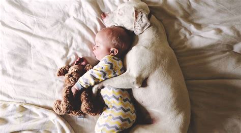 毎日赤ちゃんを抱っこして寝る「子守犬」の写真にほっこり ｜ ガジェット通信 Getnews
