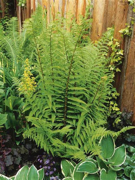 Trim topiary as well as evergreen hedges. 35 tough plants - for tough places in your garden!
