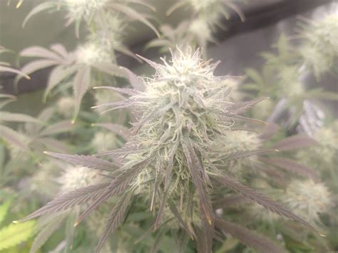 Froot By The Foot Von Atlas Seed Cannabis Sorten Infos