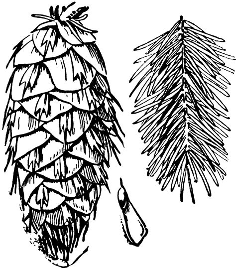 Douglas Fir Cone Seed And Foliage Clipart Etc