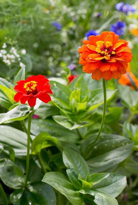Zinnias Plants Tips How To Grow Plant Zinnia From Seed To Flowering