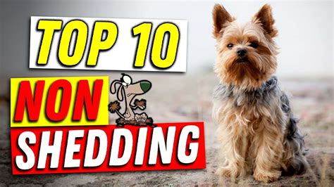 Top 10 Non Shedding Dog Breeds The Ultimate Guide