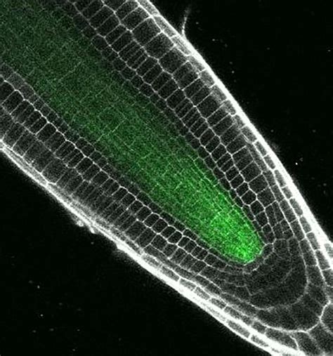 Maybe you would like to learn more about one of these? Transforming plant cells from generalists to specialists