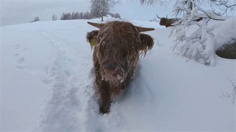 Scottish Highland Cattle In Finland We Had Some Snow And Wind 2nd Of
