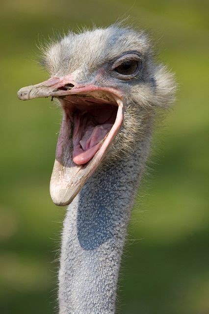 Ostrich Screaming By Thedigitalphotographer1 Via Flickr Funny Animal