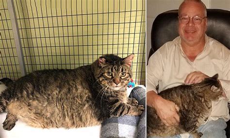 Meatloaf A Gigantic 30lb Tabby Cat Dies Just 19 Days After Being