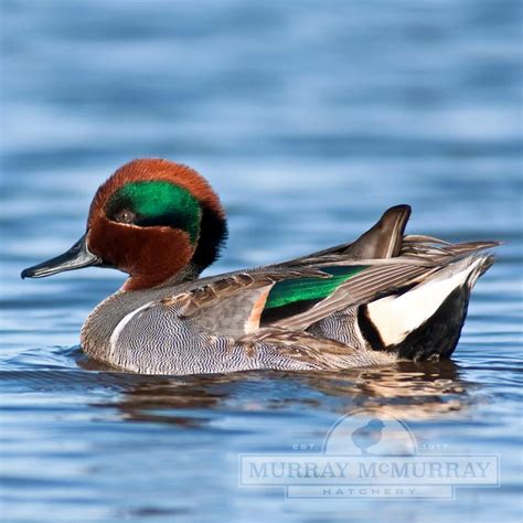 Murray Mcmurray Hatchery Green Wing Teal Duck