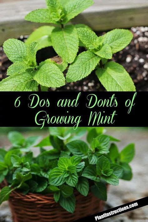 26 Mint Growing Ideas Mint Plants Growing Mint Growing Herbs
