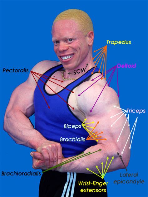 The forearm is the portion of the arm distal to the elbow and proximal to the wrist. Found this gem looking for the names of the muscles in the ...