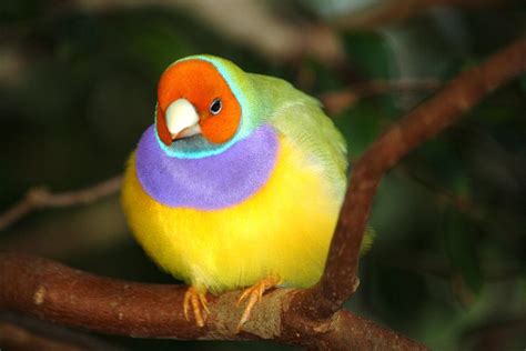 Lady Gouldian Finch Photograph By Andrea Oconnell