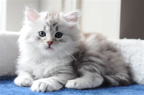 40 Best Photos Siberian Cat Adoption Nj Siberian Cat For Adoption