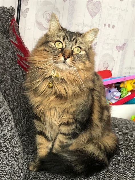 Long Haired Male Tabby In Dudley West Midlands Gumtree