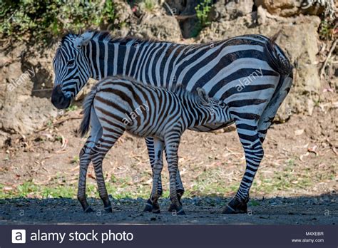 Baby Grevy zebra drinking milk from mother Stock Photo: 175144363 - Alamy