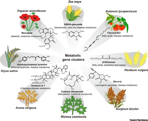 Plant Metabolic Gene Clusters In The Multi Omics Era Trends In Plant