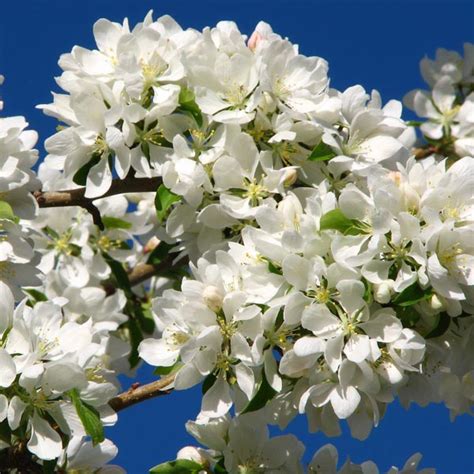 Flowering Crabapple Spring Snow Malus Hybrid My
