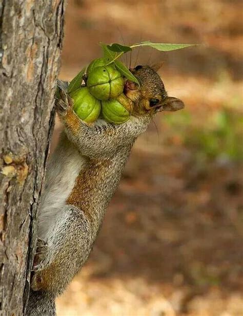 Squirrel Gathering Nuts Animals Wild Cute Animals Funny Animals
