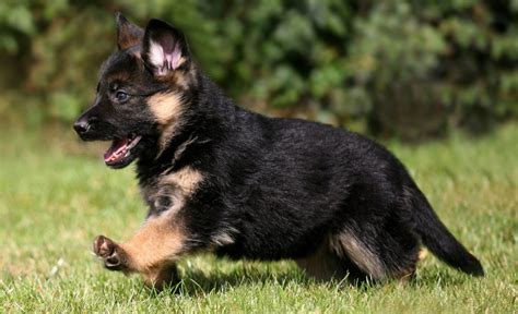 How To Check For Pure German Shepherd Dog Breeds Bux Vertise