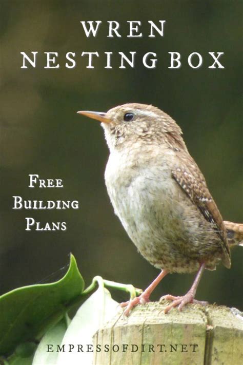 The floor must be about 6 inches below the entry. Make a Wren Nesting Box (With images) | Nesting box, Bird ...